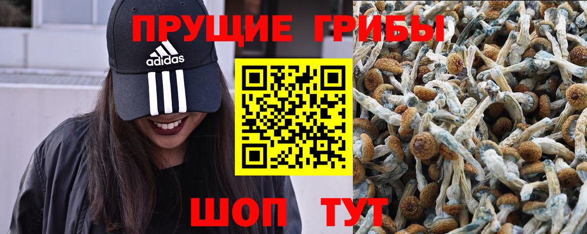 Свободный  Галлюциногенные грибы MAGIC MUSHROOMS  Вход с VPN  Псилоцибиновые грибы Magic Shrooms 